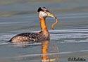 Podiceps grisegena